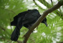 Blackbird.AI scoops $20m for narrative risk intelligence in Series B raise Blackbird.AI