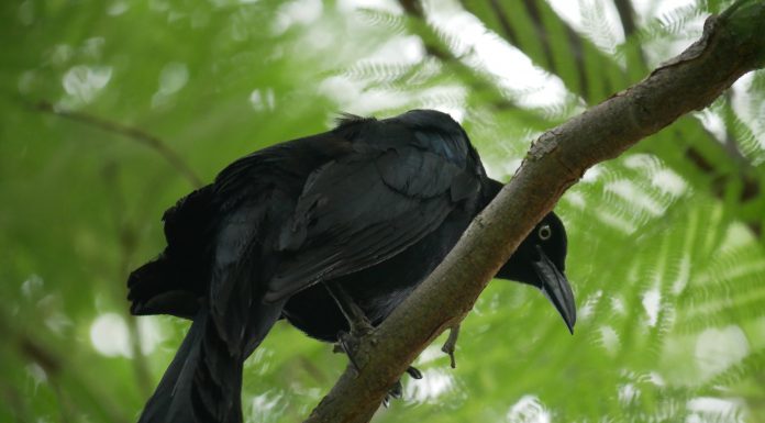 Blackbird.AI scoops $20m for narrative risk intelligence in Series B raise Blackbird.AI