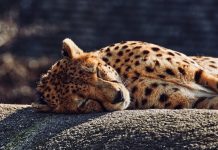 Decoding the covert ties between wildlife trafficking and financial crime wildlife