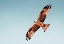 Revolutionising Compliance Efficiency with Hawk AI