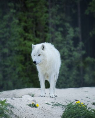 Mountain Wolf teams up with iDenfy to streamline crypto compliance Mountain Wolf