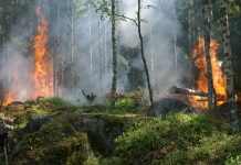 TNFD rolls out pivotal framework for nature-related financial disclosures TNFD
