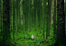 Nature takes the spotlight: The rising corporate focus on biodiversity in ESG ESG