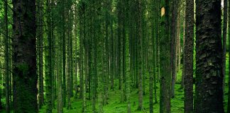 Nature takes the spotlight: The rising corporate focus on biodiversity in ESG ESG