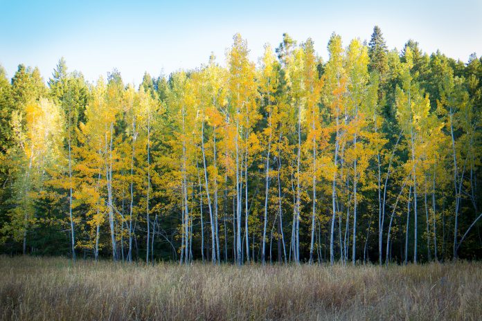 collie-coburn-3tdvWoNxvbw-unsplash