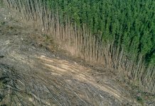 Fidelity’s Nature Roadmap sets stiff deforestation standards for investments Fidelity