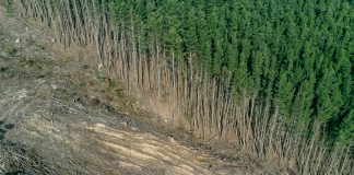 Fidelity’s Nature Roadmap sets stiff deforestation standards for investments Fidelity