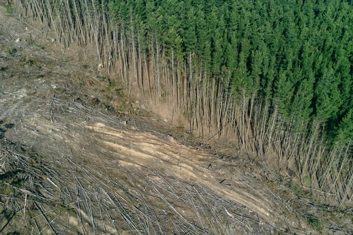 Fidelity's Nature Roadmap sets stiff deforestation standards for investments Fidelity