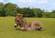 The rise of money mules in UK fraud: Prevention and detection The rise of money mules in UK fraud: Prevention and detection