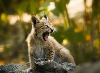 Lynx gets its paws on €17m in Series A led by Forgepoint Lynx gets its paws on €17m in Series A led by Forgepoint