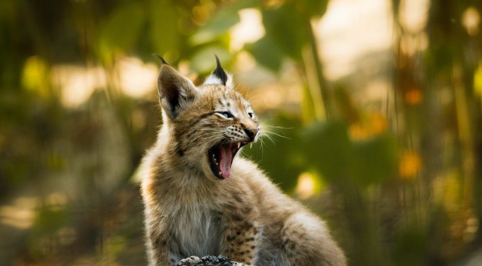 Lynx gets its paws on €17m in Series A led by Forgepoint Lynx gets its paws on €17m in Series A led by Forgepoint