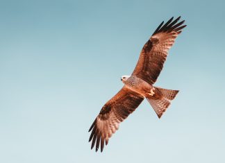 Hawk AI welcomes new CRO as company growth continues to soar Hawk AI, a leading provider of fraud and Anti-Money Laundering (AML) surveillance technology, has strengthened its leadership team with the appointment of Maximilian Riege as Chief Risk Officer.