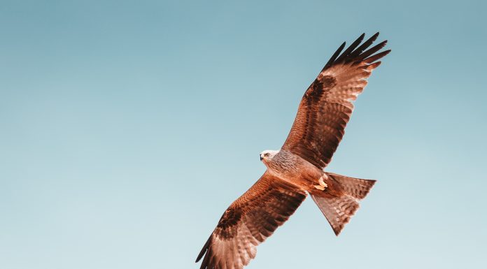 Hawk AI welcomes new CRO as company growth continues to soar Hawk AI, a leading provider of fraud and Anti-Money Laundering (AML) surveillance technology, has strengthened its leadership team with the appointment of Maximilian Riege as Chief Risk Officer.