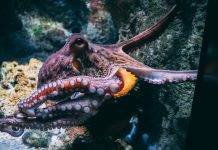 Secret Double Octopus revolutionises enterprise security with $15m Series C Secret Double Octopus revolutionises enterprise security with $15m Series C