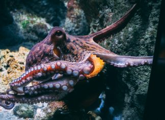 Secret Double Octopus revolutionises enterprise security with $15m Series C