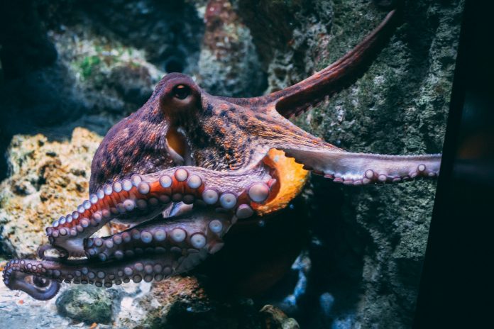 Secret Double Octopus revolutionises enterprise security with $15m Series C Secret Double Octopus revolutionises enterprise security with $15m Series C