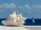 UK tops global list for shell company risks, new Moody’s Analytics research reveals UK tops global list for shell company risks, new Moody’s Analytics research reveals