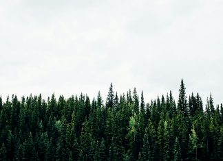 CSSB sets the stage for enhanced sustainability practices in Canada CSSB