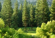 CEOs and Investors align on ESG goals amid climate extremes, EY survey claims CEOs and Investors align on ESG goals amid climate extremes, EY survey claims