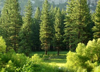 CEOs and Investors align on ESG goals amid climate extremes, EY survey claims CEOs and Investors align on ESG goals amid climate extremes, EY survey claims