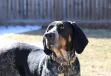 HoundDog.ai raises $3.1m to enhance AI-driven data security and privacy compliance HoundDog.ai raises $3.1m to enhance AI-driven data security and privacy compliance