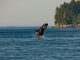 Orca secures €550K to combat fraud in emerging markets Orca secures €550K to combat fraud in emerging markets