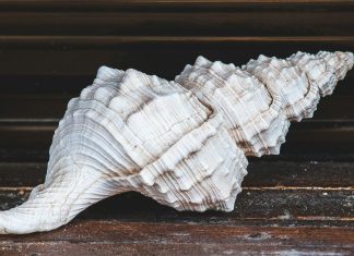 Investment companies and shell companies: The hidden tools of money laundering shell