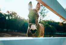 AUSTRAC unveils guide to tackle money mule activity among international students AUSTRAC