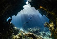 GRI and TNFD release resource for enhanced biodiversity disclosure