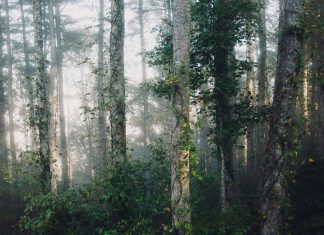 Deutsche Bank and BASF initiate pioneering ESG finance programme in Asia Deutsche Bank and BASF initiate pioneering ESG finance programme in Asia