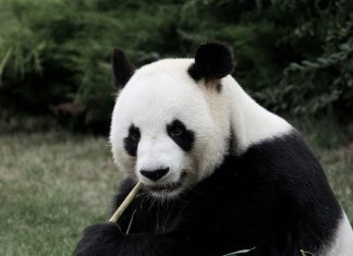 Blackpanda secures $6.7m in strategic investment to bolster cyber resilience in Asia Blackpanda secures $6.7m in strategic investment to bolster cyber resilience in Asia