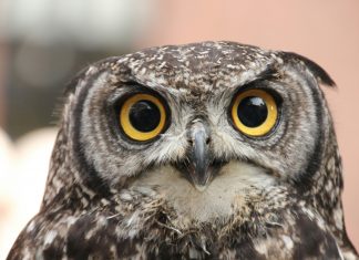 Owl Cyber Defense secures strategic refinancing from Marathon Asset Management Owl Cyber Defense secures strategic refinancing from Marathon Asset Management