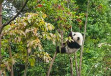 Toolkit launched by WWF to tackle financial crimes in environmental sectors