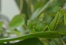 Grasshopper teams up with EnFi for enhanced AI-powered risk monitoring Grasshopper, a digital bank focused on the business and innovation economy, has partnered with AI-driven EnFi to enhance operational efficiency and expand its digital banking capabilities.