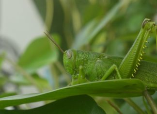 Grasshopper teams up with EnFi for enhanced AI-powered risk monitoring Grasshopper, a digital bank focused on the business and innovation economy, has partnered with AI-driven EnFi to enhance operational efficiency and expand its digital banking capabilities.