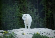 Arctic Wolf enhances platform with Cylance acquisition from BlackBerry