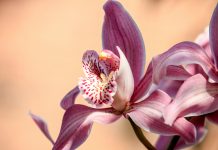 Orchid Security secures $36m to transform identity security with AI Orchid