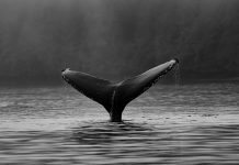 Cybersecurity firm Whalebone raises €13.35m to expand global footprint Cybersecurity firm Whalebone raises €13.35m to expand global footprint