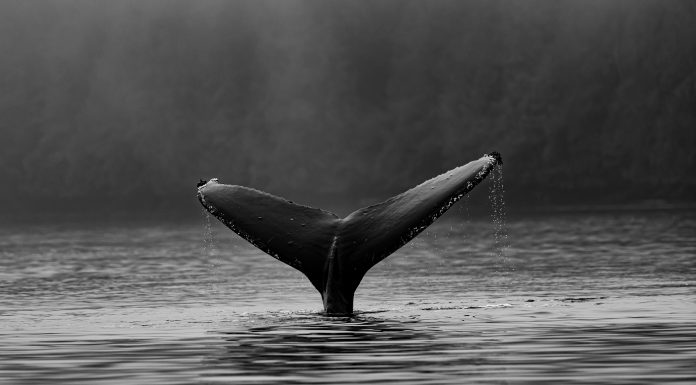 Cybersecurity firm Whalebone raises €13.35m to expand global footprint Cybersecurity firm Whalebone raises €13.35m to expand global footprint