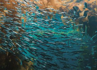 Fraud prevention firm Sardine lands $70m funding led by Activant Capital Fraud prevention firm Sardine lands $70m funding led by Activant Capital