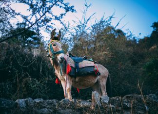 The rising threat of money mules and how AI is helping banks fight back