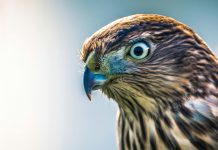 Hawk’s AI solutions attract $56m for global AML efforts Hawk