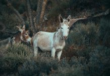 Understanding the role of money mules in financial crime and fraud prevention