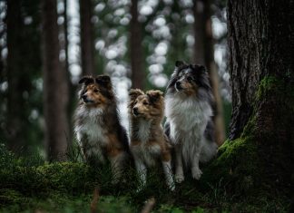 Identity security platform Cerby raises $40m to scale AI-driven automation