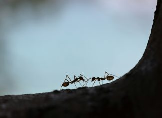 AI code review platform CodeAnt AI raises $2m to speed up software development