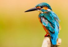 How AI exposed cross-border wildlife trafficking wildlife