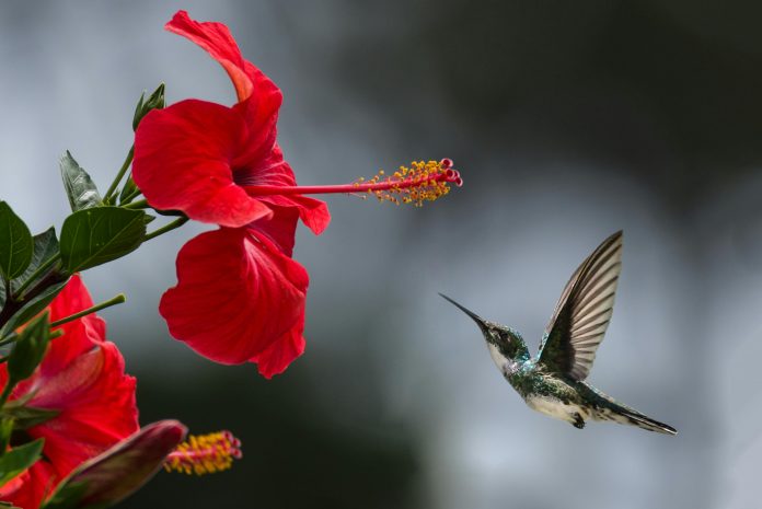 pexels-philippedonn-1133957 Hummingbird