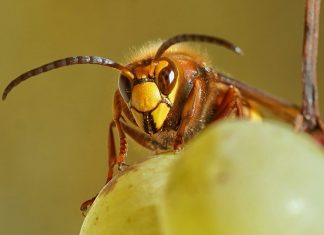 Proofpoint buys Hornetsecurity to boost MSP security Hornetsecurity