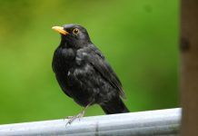 Narrative intelligence specialist Blackbird.AI bags $28m Blackbird.AI