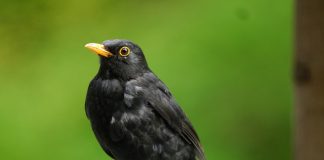 Narrative intelligence specialist Blackbird.AI bags $28m Blackbird.AI